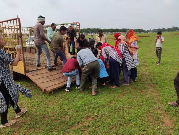 नवा रायपुर पौता चेरिया मे घायल ऊंट की मदद  कर अस्पताल भेजा गया।