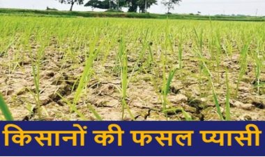 CG News: जलाशय लबालब, नहरें खाली… किसानों की फसल प्यासी