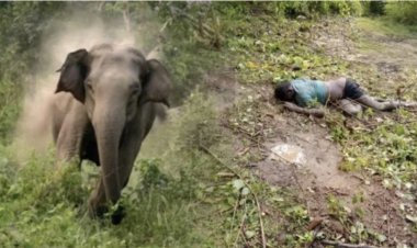 CG News : खेत से लौट रहे ग्रामीण को हाथी ने सूंड से उठाकर पटका, मौके पर ही हुई मौत