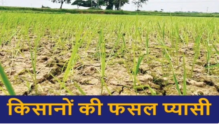 CG News: जलाशय लबालब, नहरें खाली… किसानों की फसल प्यासी