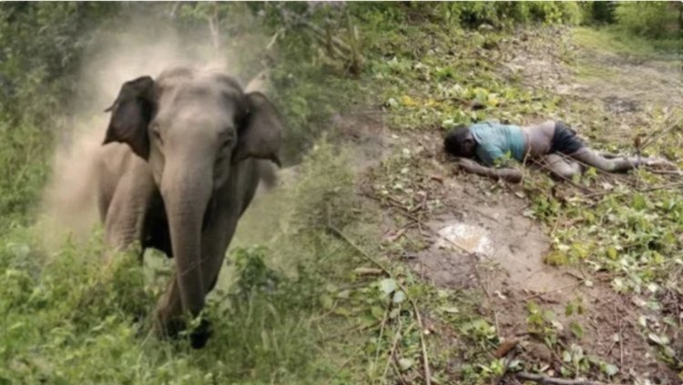 CG News : खेत से लौट रहे ग्रामीण को हाथी ने सूंड से उठाकर पटका, मौके पर ही हुई मौत