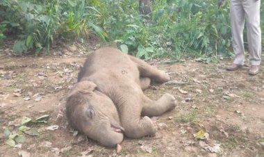 CG News: तालाब में डूबने से हाथी शावक की मौत, जिले में सालभर में यह 5वीं घटना