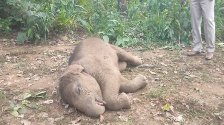 CG News: तालाब में डूबने से हाथी शावक की मौत, जिले में सालभर में यह 5वीं घटना