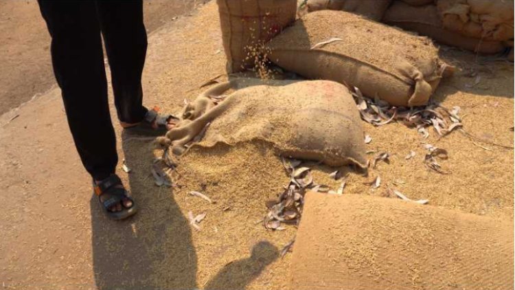 केंद्री धान खरीदी केंद्र अभनपुर में भारी अव्यवस्था धान सड़ रहा, चूहे काट रहे बारदाने, गोदाम में पड़ी खाद भी खराब – जिम्मेदार कौन?