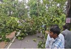 नेशनल हाइवे 130 सी में फिर लगा जाम, विशालकाय पेड़ गिरने से लगी वाहनों की लंबी कतार…