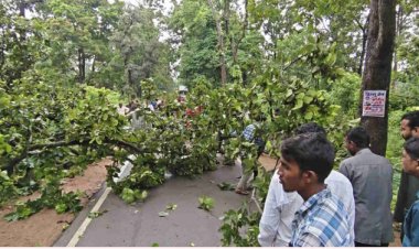 नेशनल हाइवे 130 सी में फिर लगा जाम, विशालकाय पेड़ गिरने से लगी वाहनों की लंबी कतार…