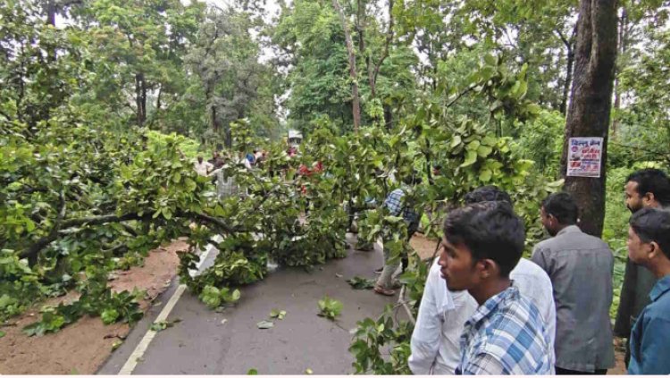नेशनल हाइवे 130 सी में फिर लगा जाम, विशालकाय पेड़ गिरने से लगी वाहनों की लंबी कतार…